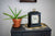 Horloge de table sur commode à côté d'une plante en pot, boîtier noir, cadran fleuri, poignée dorée